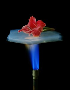aerogel-flower